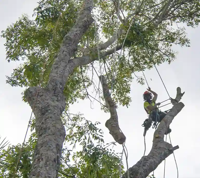 Safe tree pruning near house in Leeds