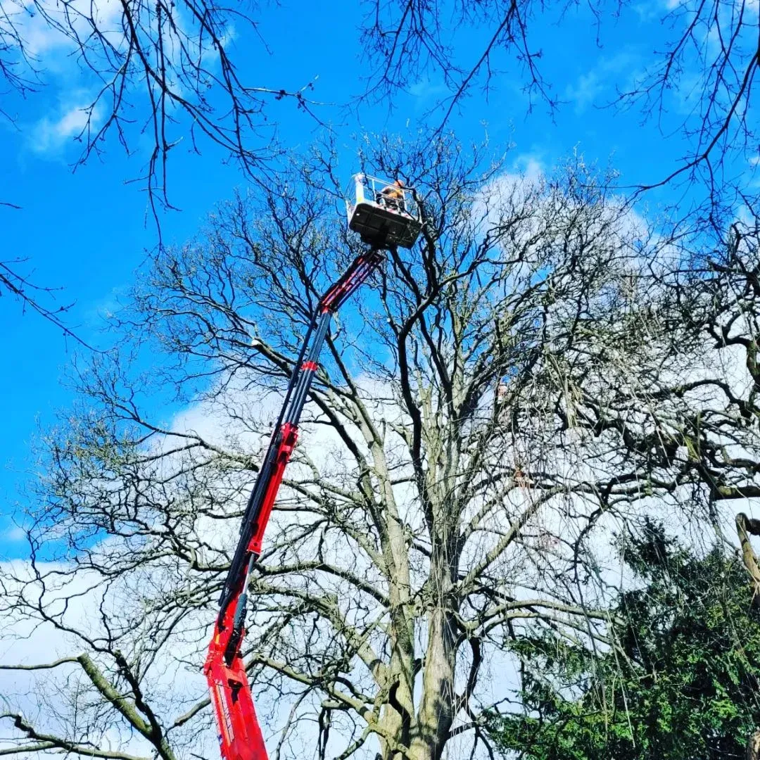 Crown Reduction done in Leeds on a crane