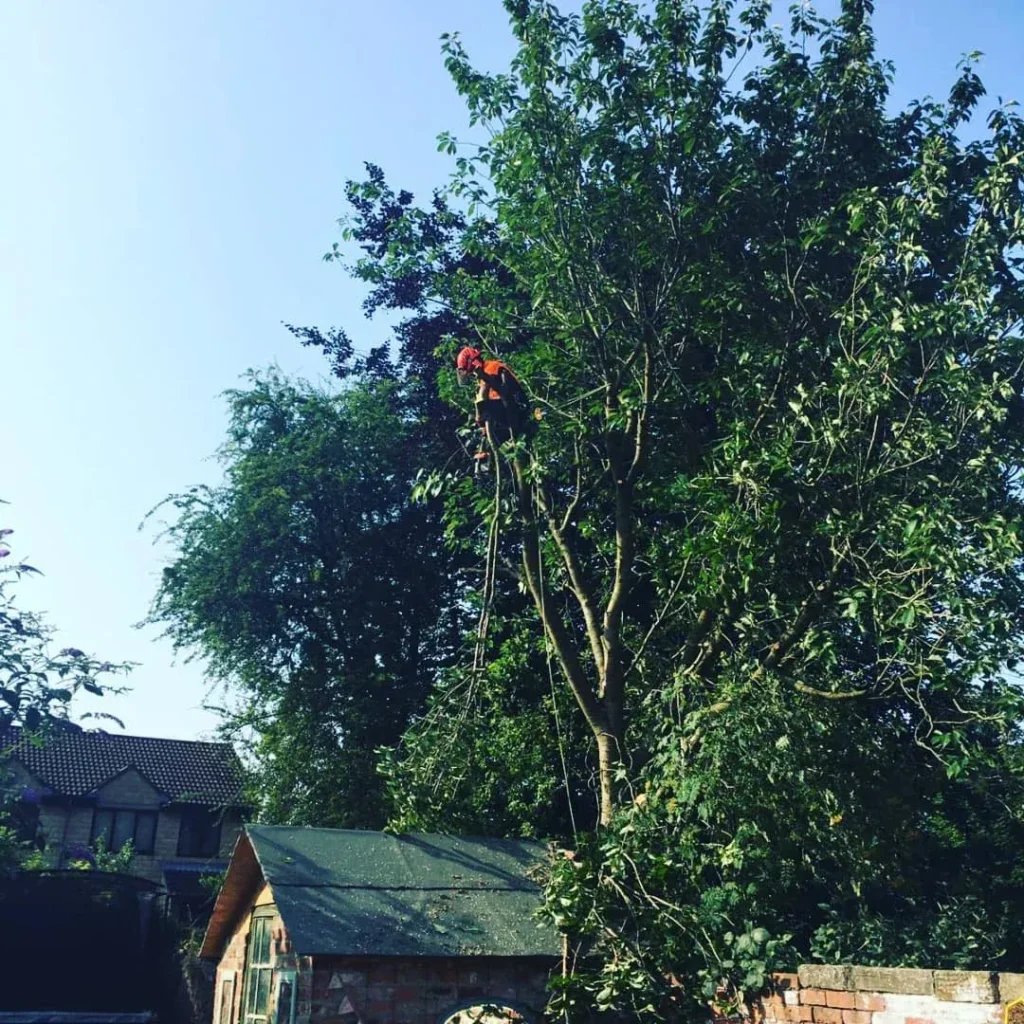 Crown reduction completed at a property in Headingley, Leeds