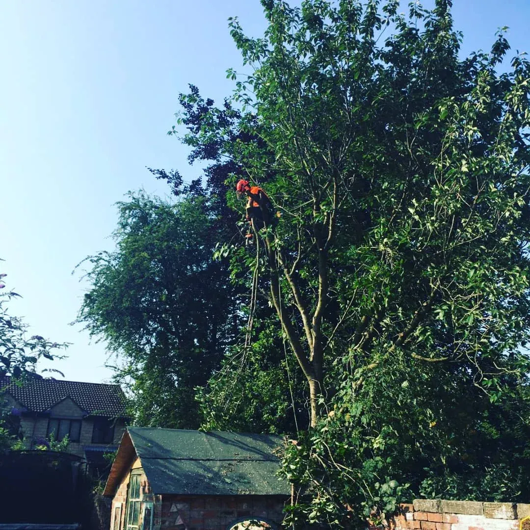 Crown Reduction done a tree with overhanging branches over a shed in Leeds