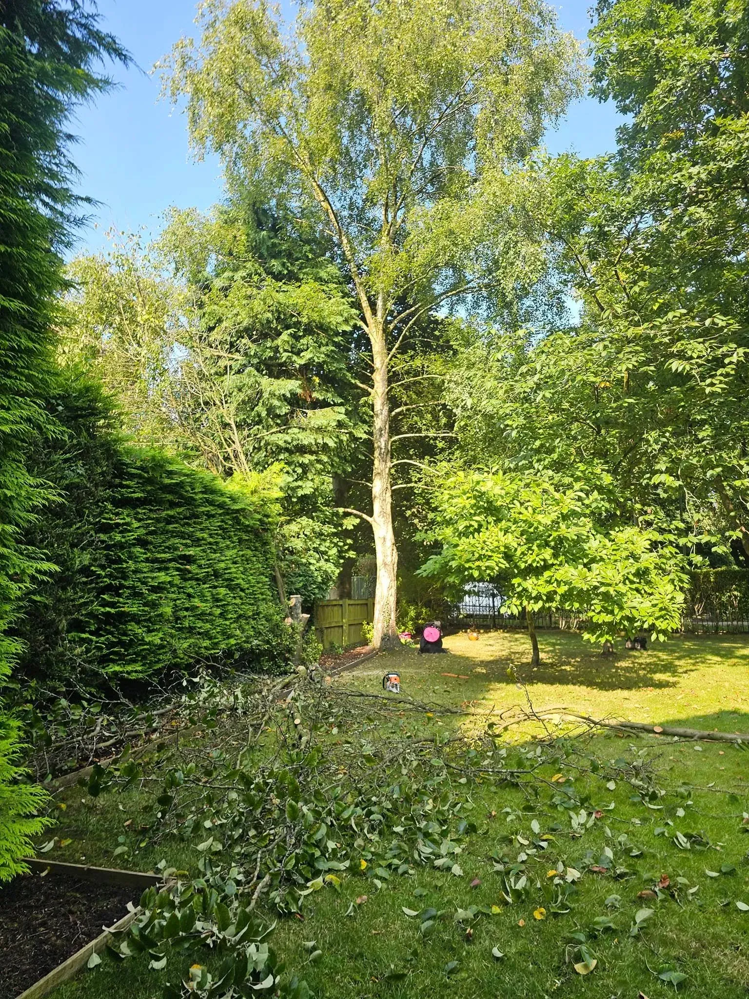 Crown reduction done in Leeds by removing some branches on a tree