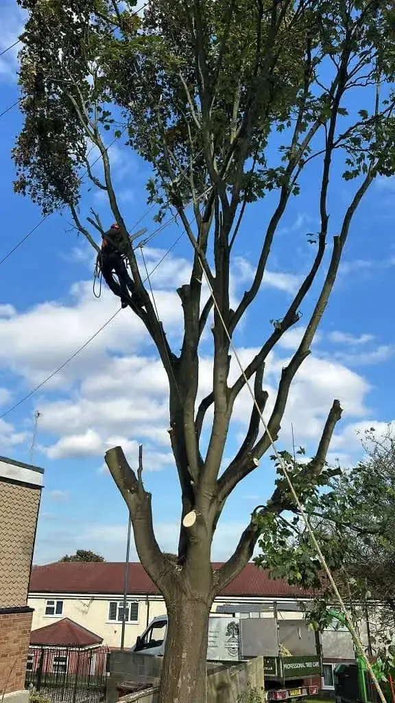 Crown Reduction done on a tree in a domestic property in Leeds