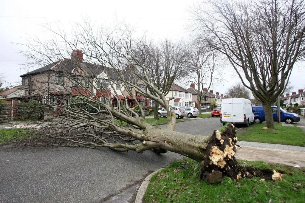Emergency tree removal required in Leeds after tree blocked the road.
