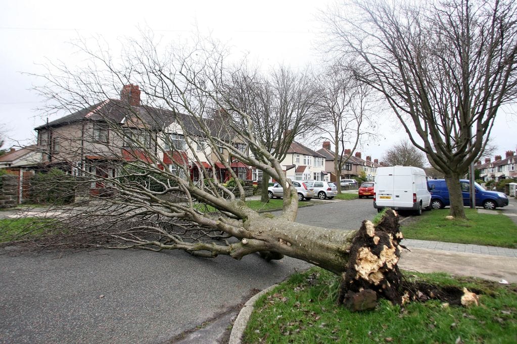Damaged Tree in need of mergency removal in Leeds as it is blocking the road