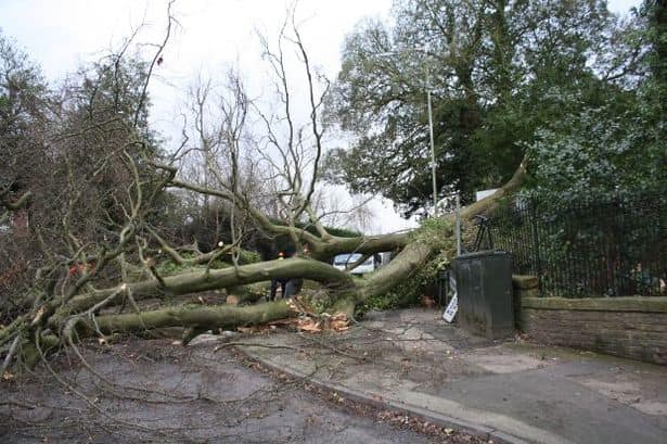 Emergency tree removal in Leeds after tree fell onto the pavement