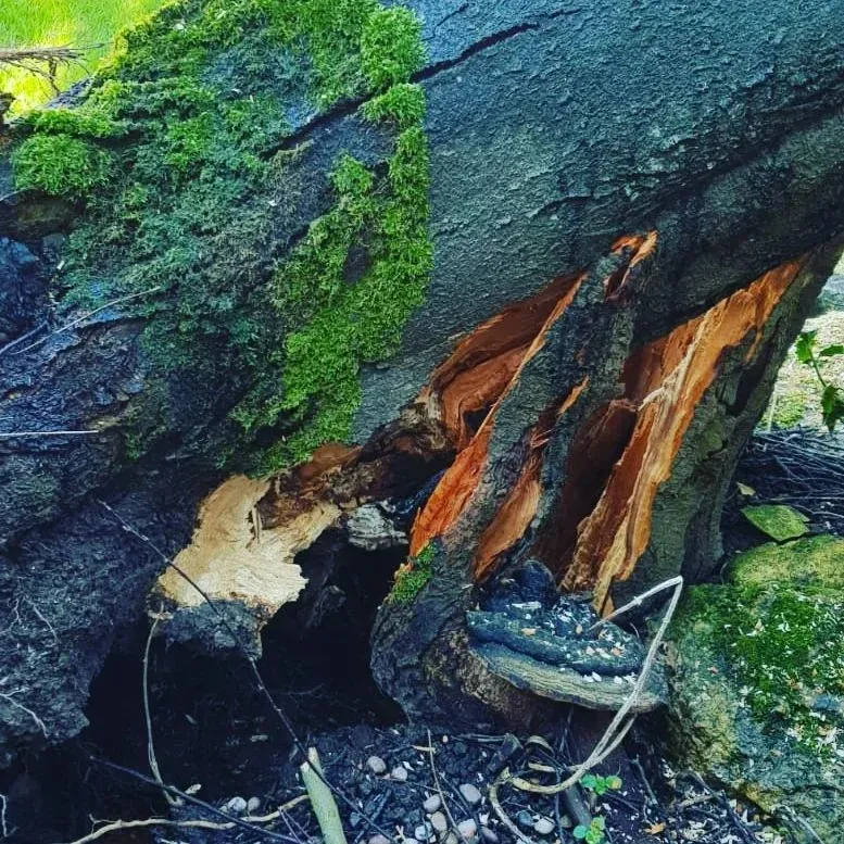 Emergency tree removal required in Leeds due to diseased and weakened roots