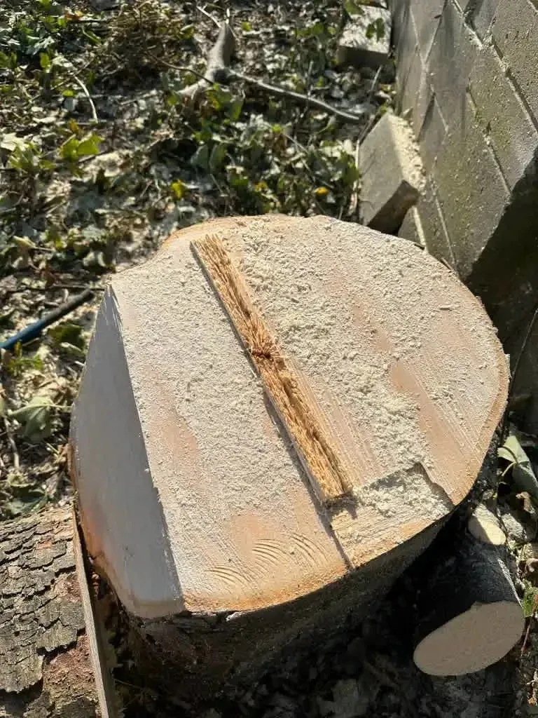 Stump Grinding in Leeds - Stump ready to grind after tree removal