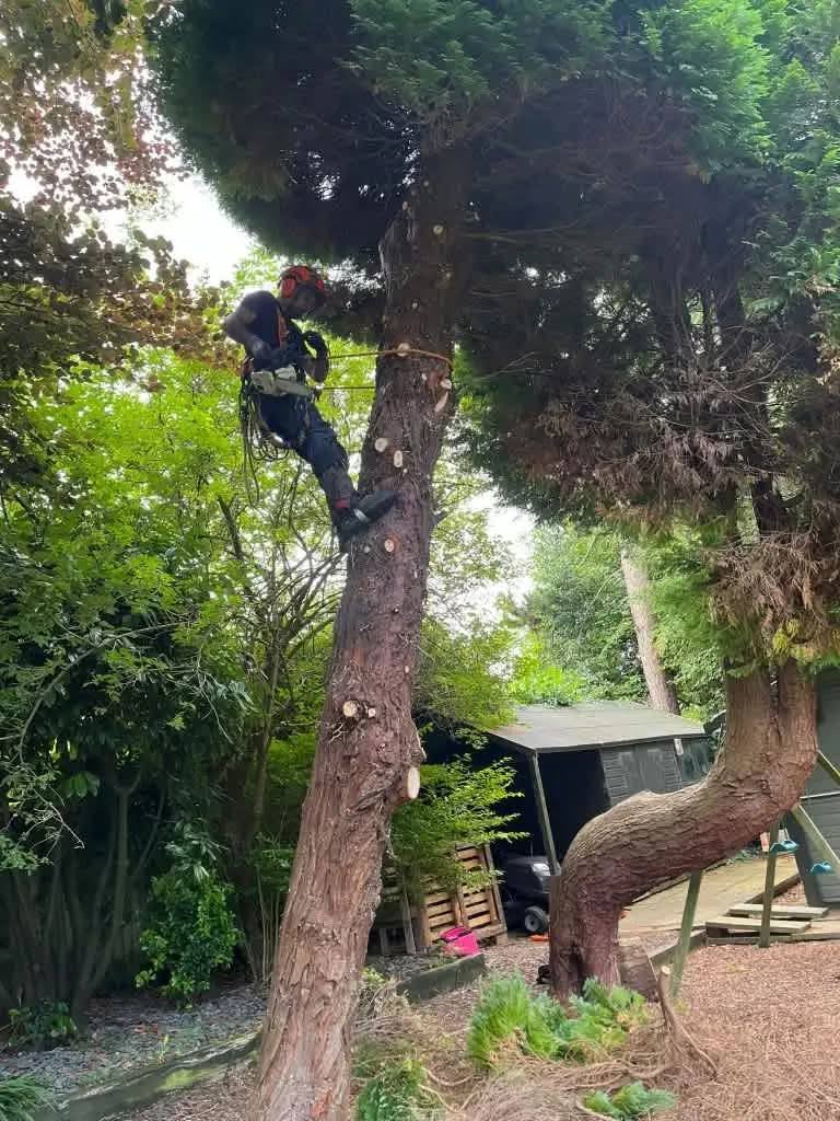Tree pruning service in Leeds removing overgrown branches