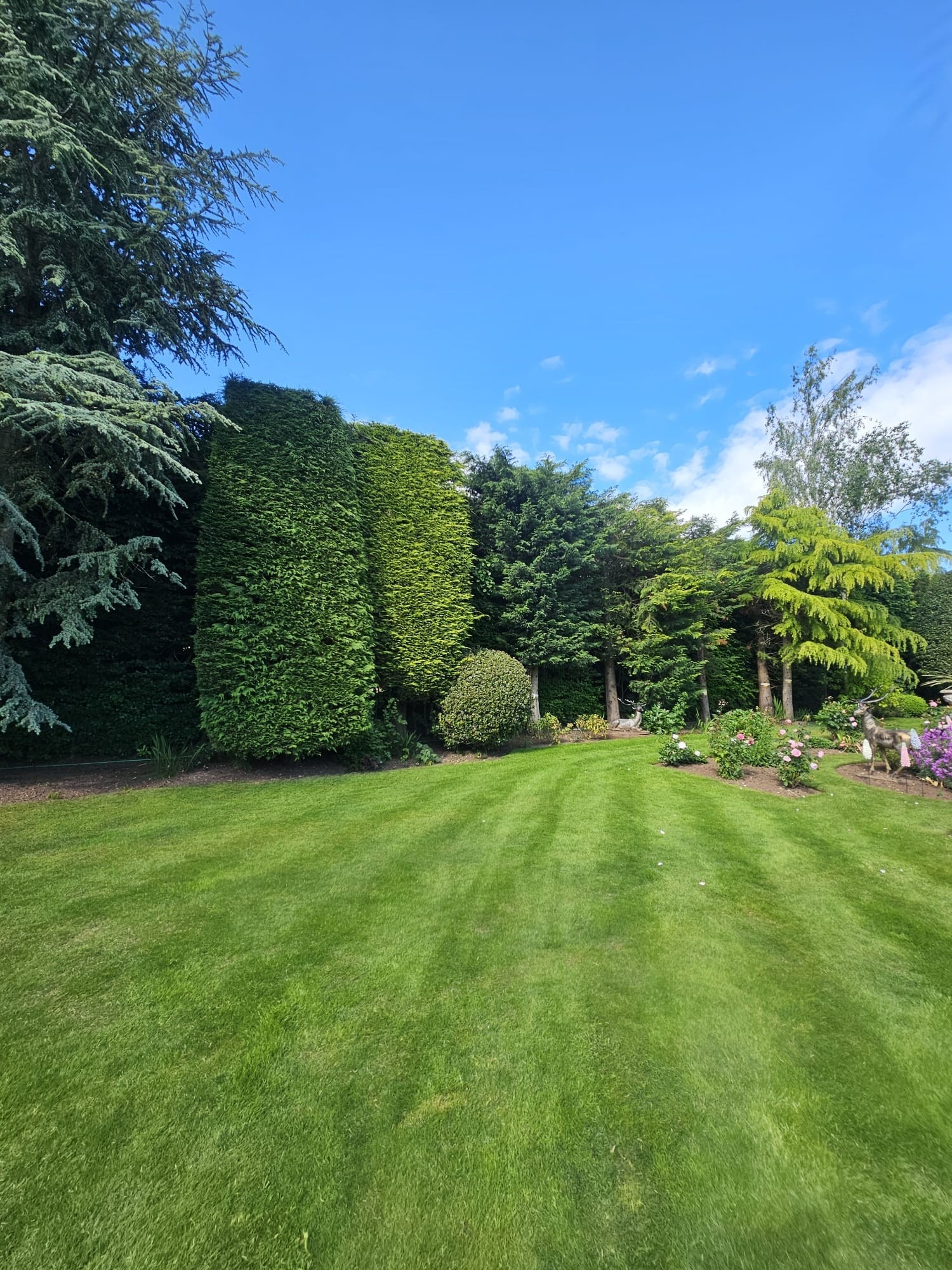 Garden tree maintenance and pruning service Leeds