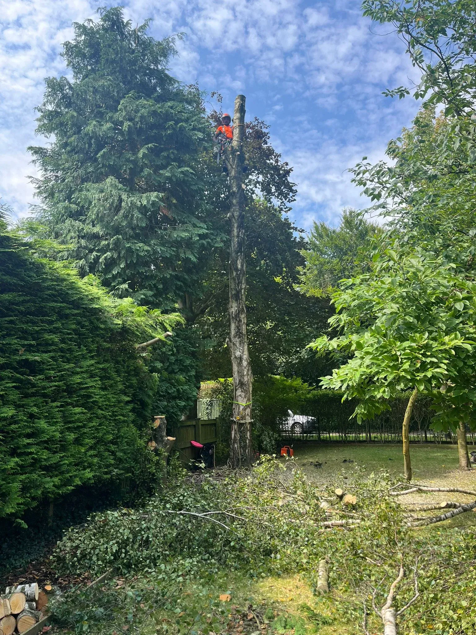 Tree felling being done in Leeds after removing its branches