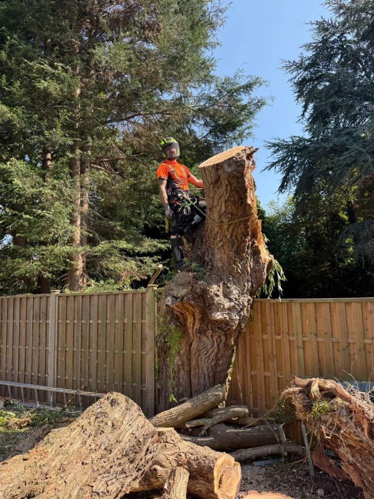 Tree removal service in Leeds residential garden