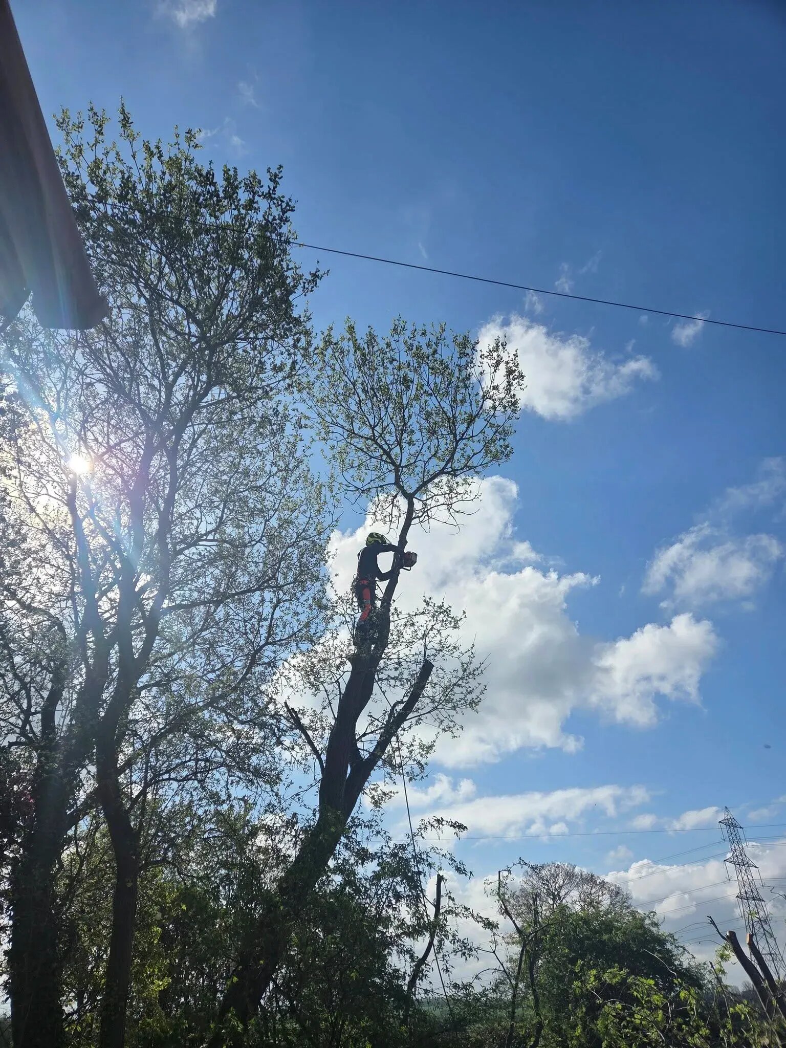 Tree removal in Alwoodley, Leeds