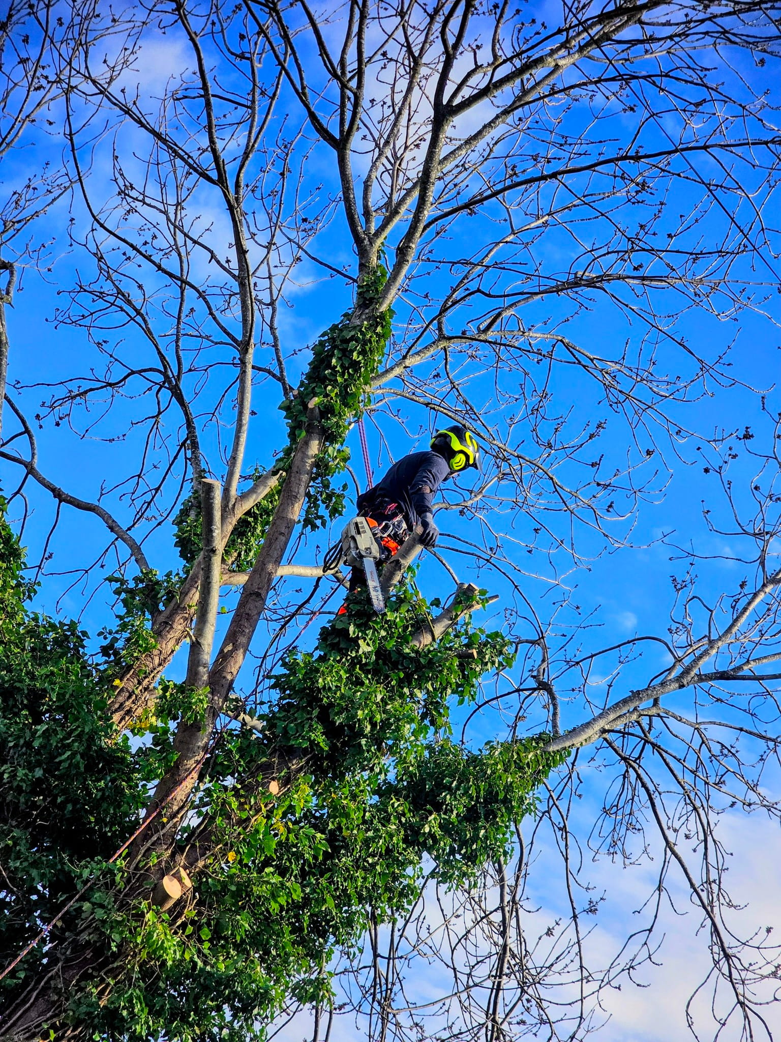 Tree surgeons pruning tree in Boston Spa, Leeds