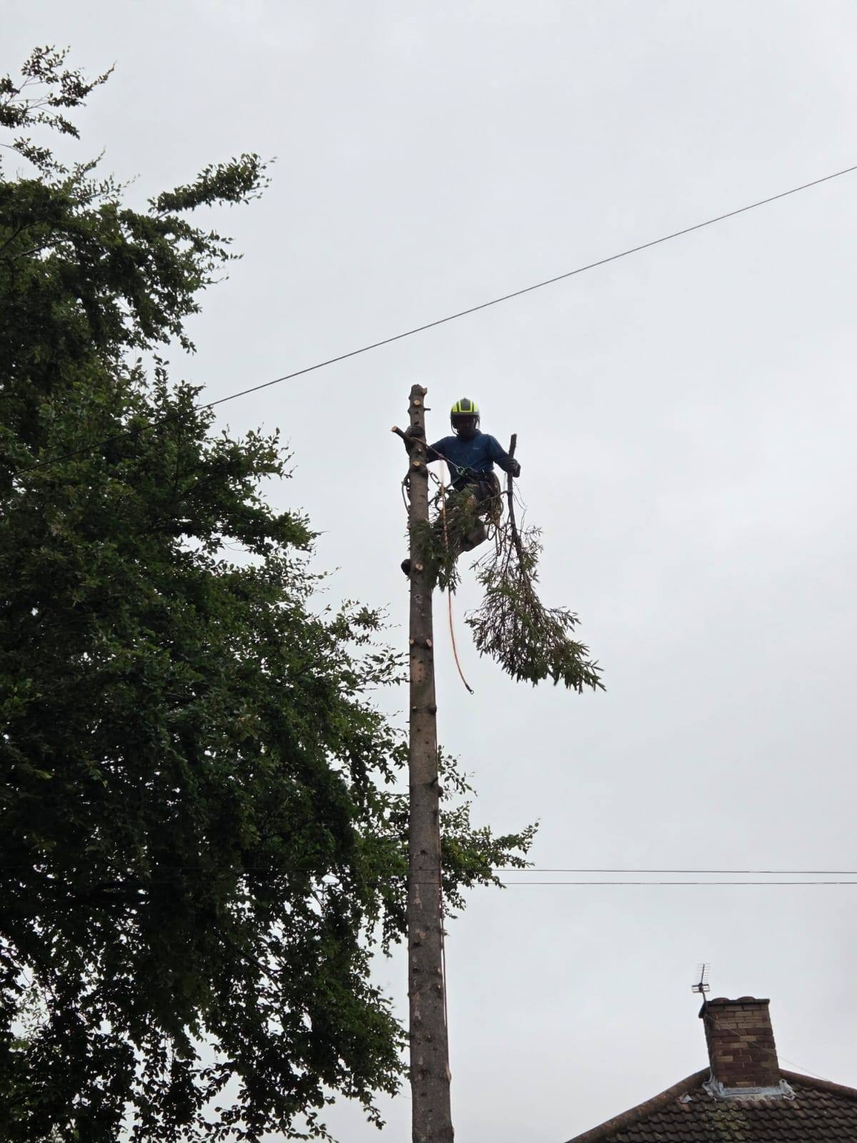 Tree removal in Boston Spa, Leeds by professional tree surgeons