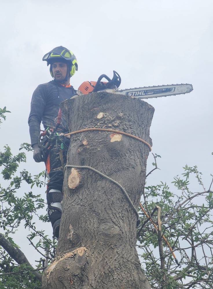 Tree surgery complete in Boston Spa, Leeds