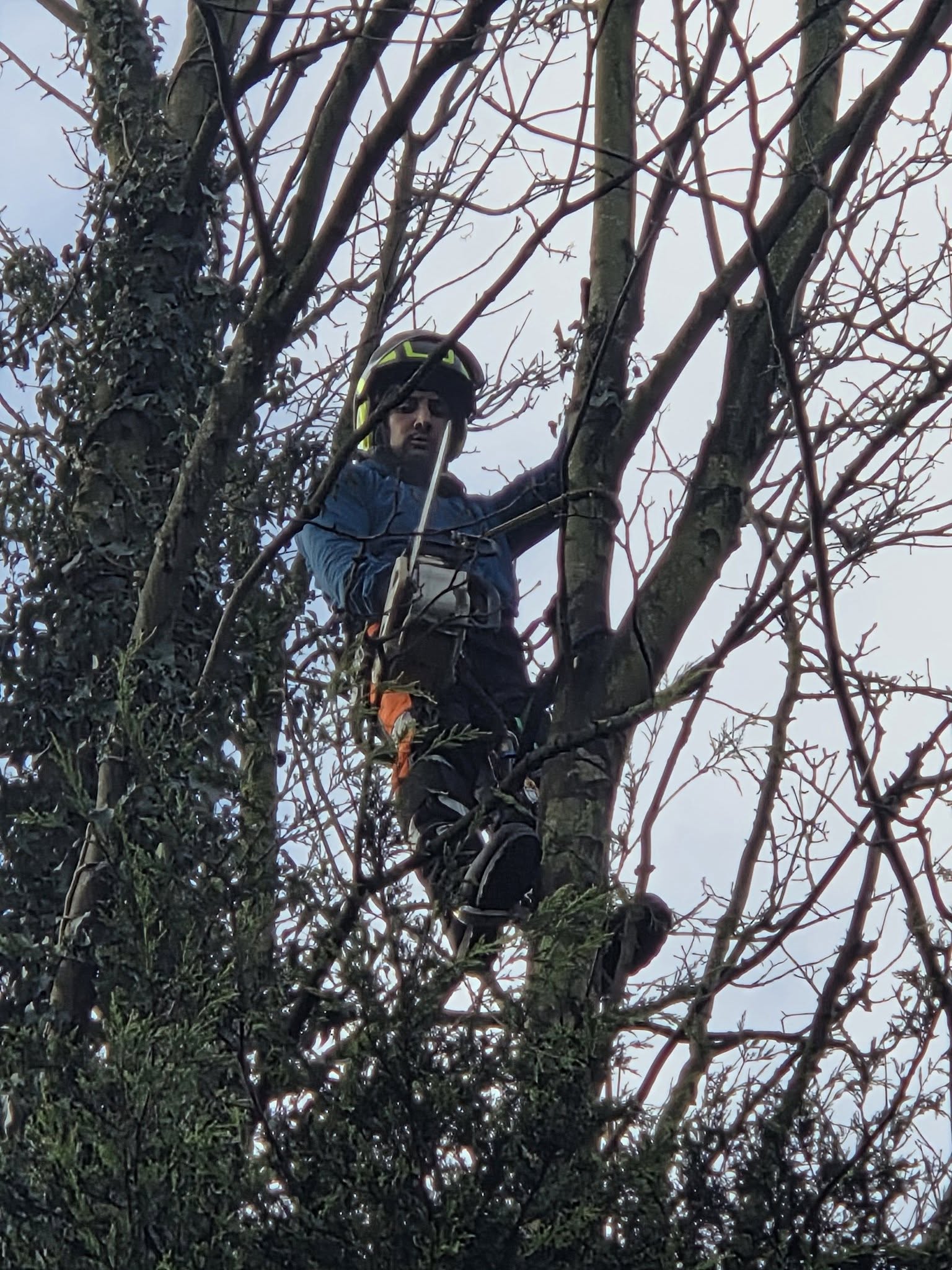 Tree Surgeons in Cross Gates, Leeds doing tree surgery
