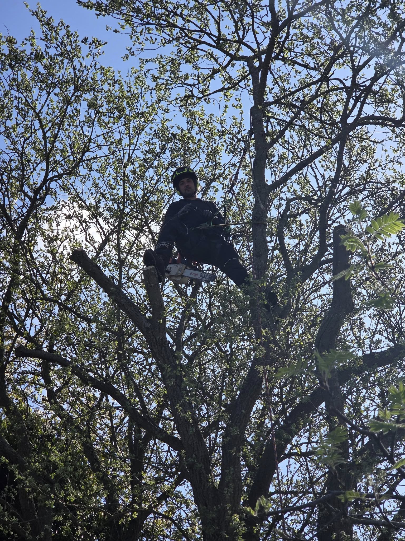 Tree surgery complete in Cross Gates, Leeds