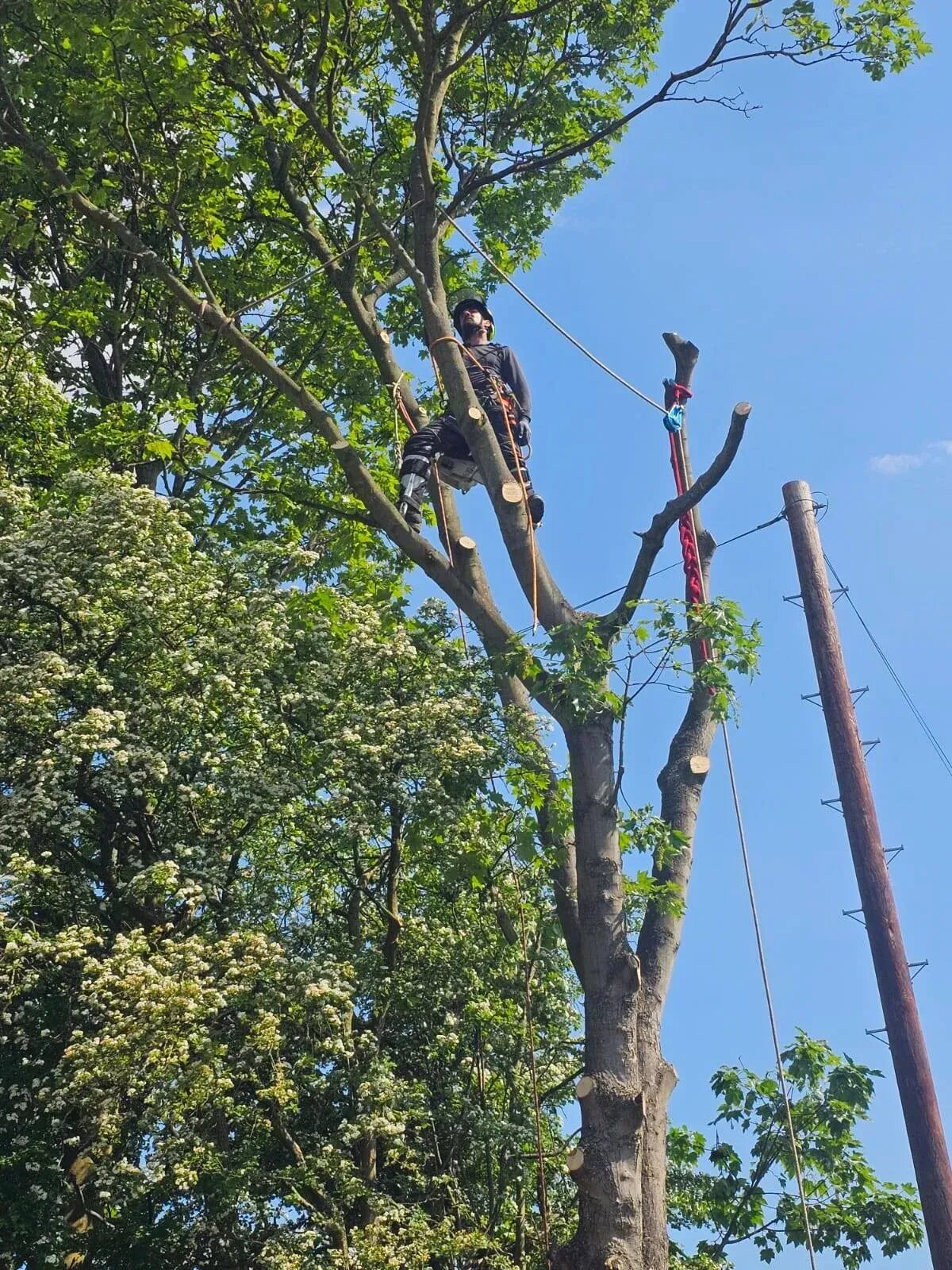 Tree pruning work done by tree surgeons in Headingley, Leeds