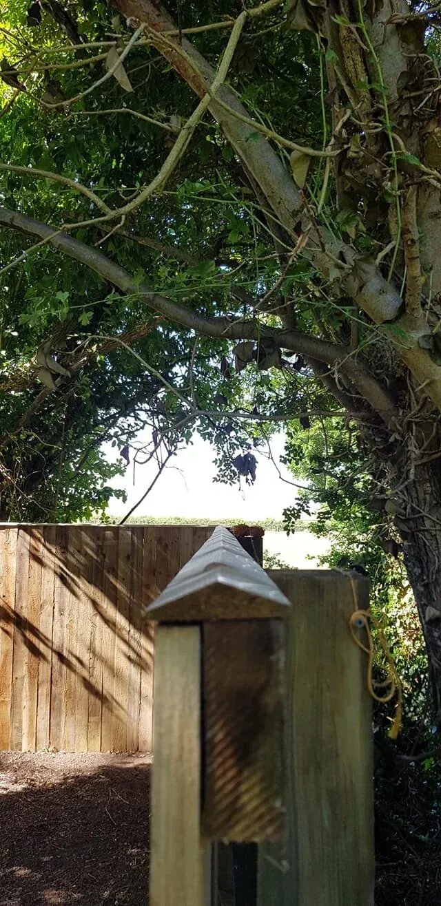 Ready for branch removal in Headingley, Leeds