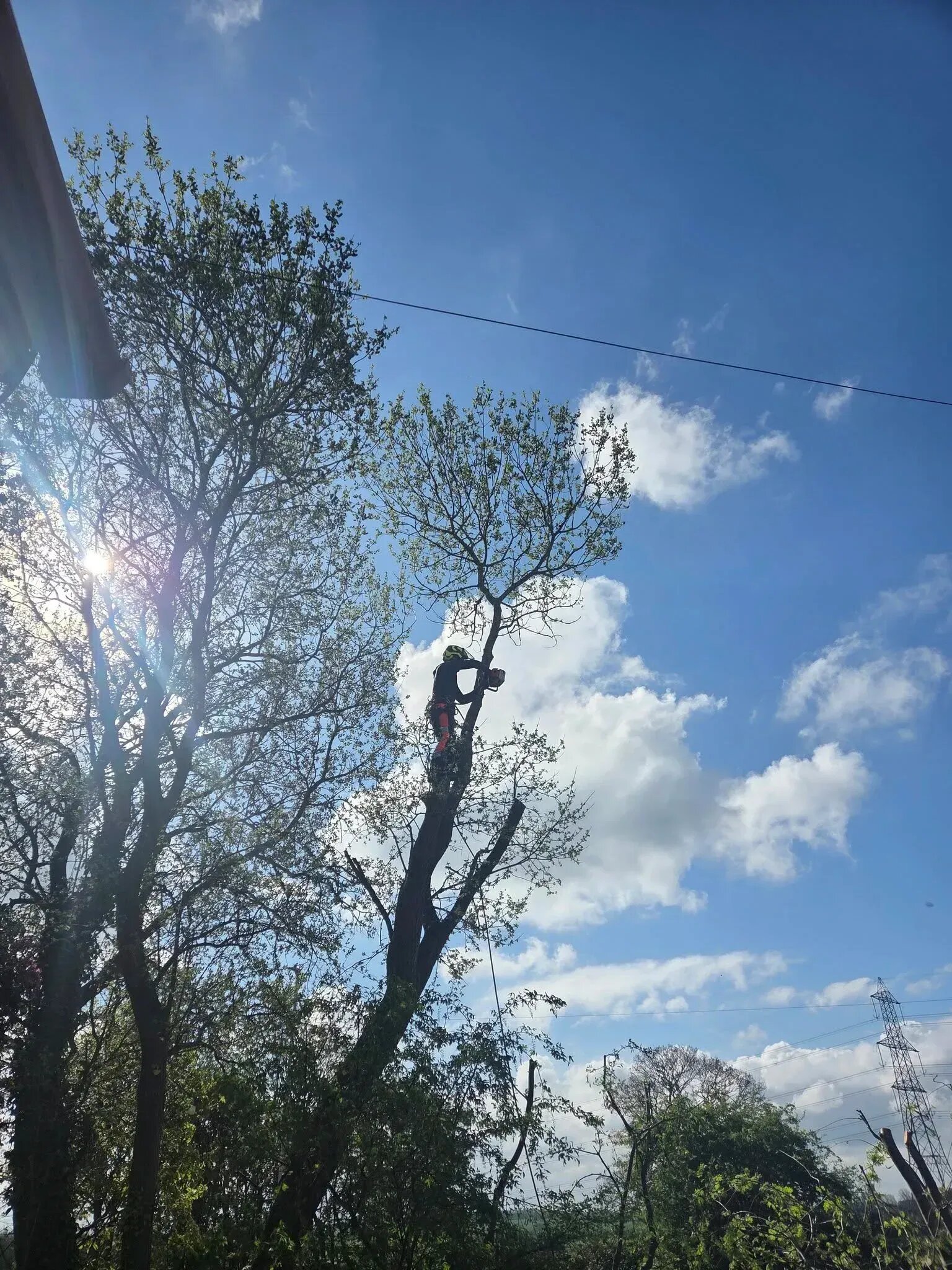 Tree removal done in Pudsey, Leeds