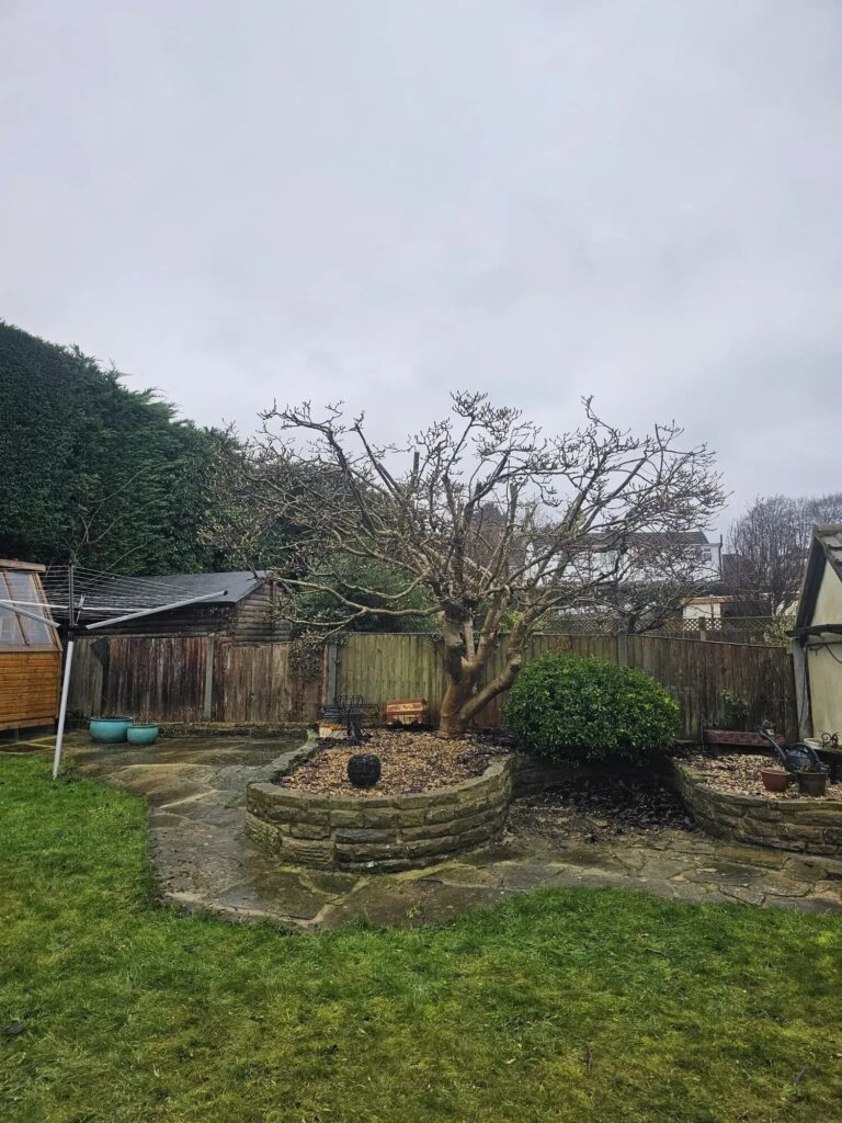 Crown reduction complete on tree in Pudsey, Leeds