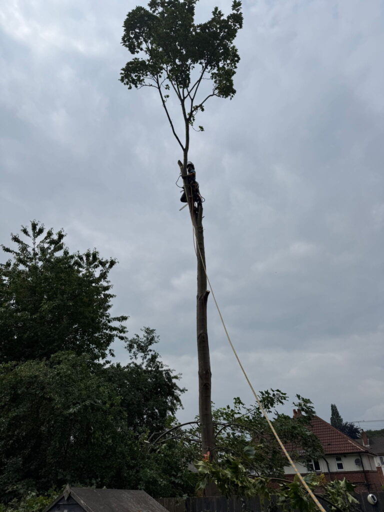 Tree surgery being done in Rothwell, Leeds