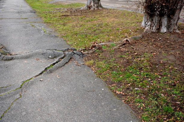 Tree roots causing driveway to crack in Leeds