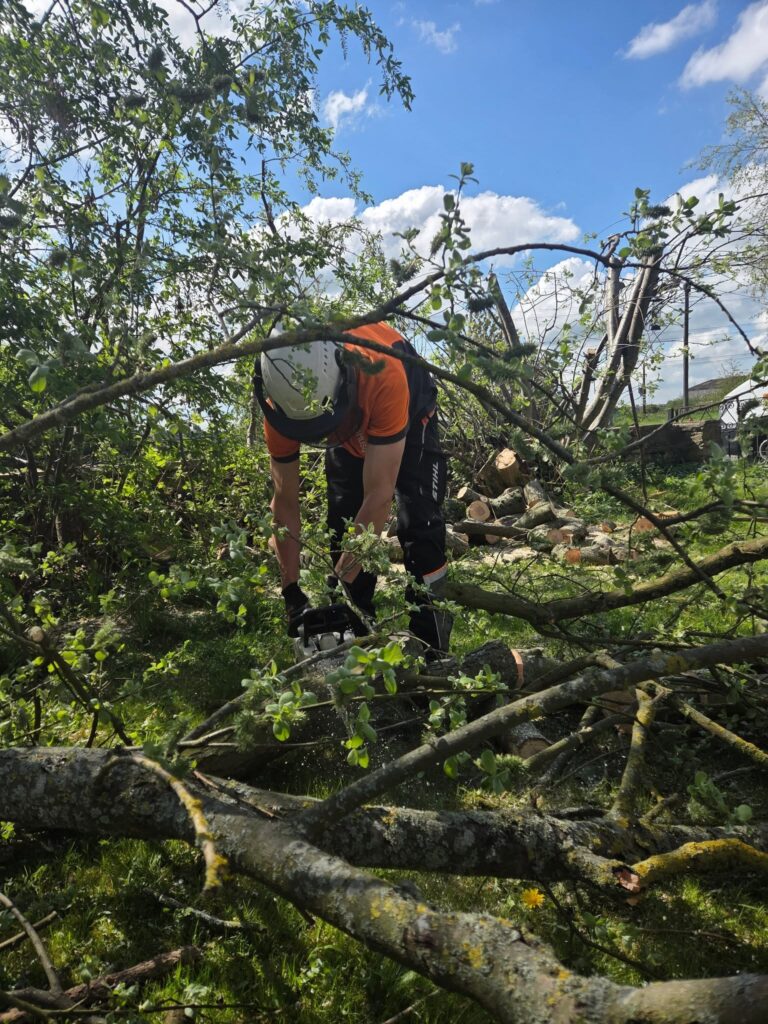 Porfessional Tree Surgeon maintaining a tree in leeds