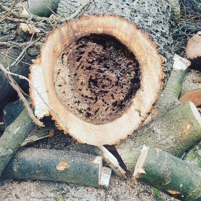 What Happens If You Ignore a Dead Tree Near Your Home?