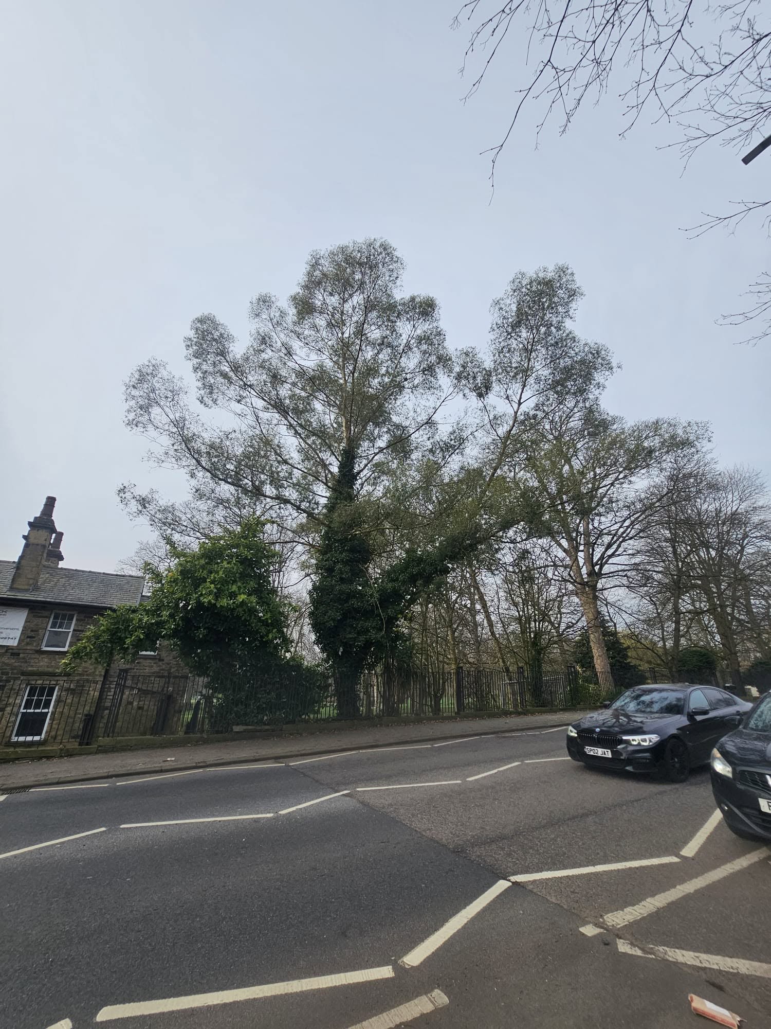 Fallen Tree in need of removal in Leeds