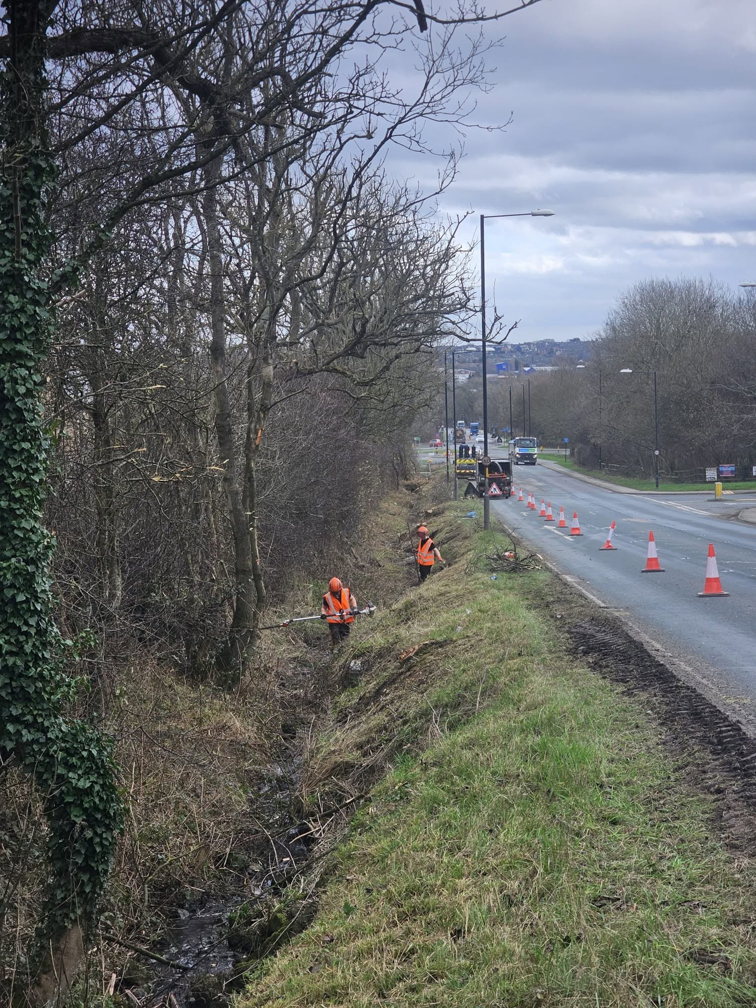 Tree in urgent need of removal next to a busy road in Leeds