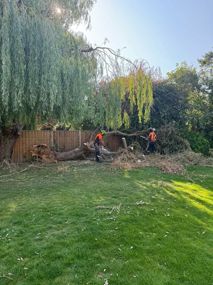 Tree Maintenance in Leeds done by Professional Tree Surgeon