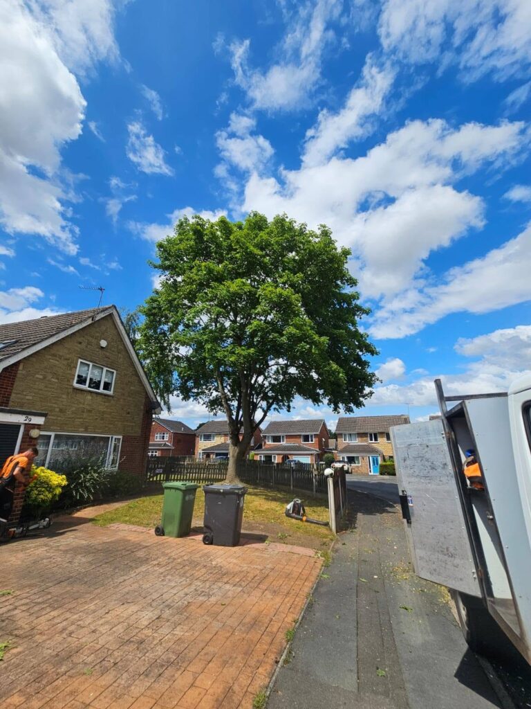 Tree next to home in Cookridge Leeds
