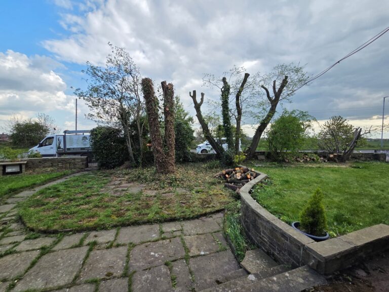 Tree on a Vicotrian Property in Headingley, Leeds after being pruned by a professional tree surgeon